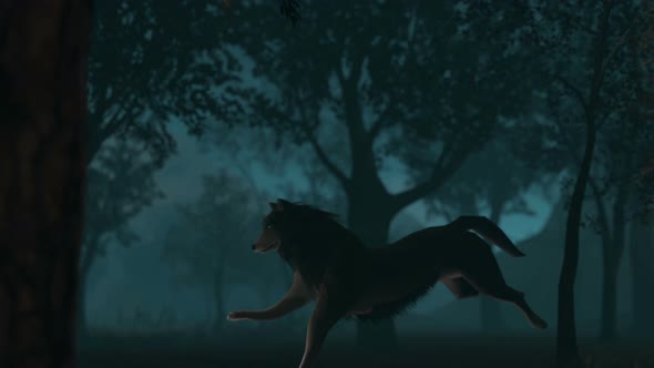 Wolf running through dark forest