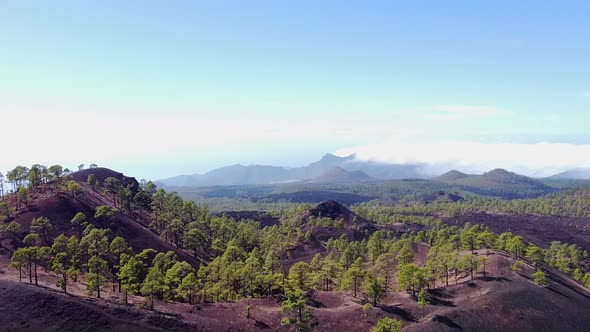 Forest Epic Landscape