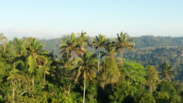 Orbiting around palm trees in the rainforest