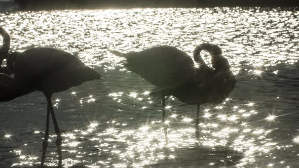 flamingo bird nature wilflife reserve carmargue lagoon alt