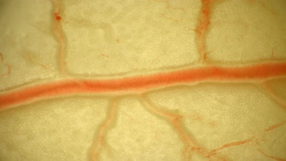 Movement of Blood Through the Vessels of the Circulatory System in Quail Embryo in the Egg alt