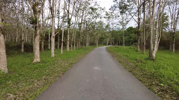 Gimbal shot drive at asphalt road with rubber tree alt