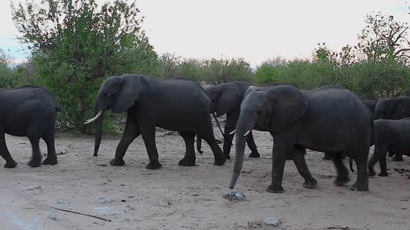 A herd of young and old African Bush Elephants walk past in the sand alt