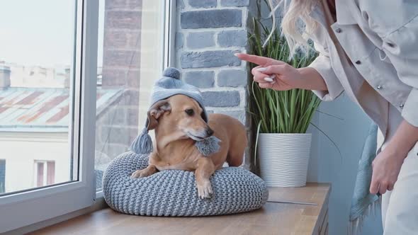 Caucasian Woman in Cozy Bedroom is Trying to Put a Taken Winter Hat on Her Little Brown Dachshund alt