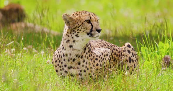 Alert Cheetah Sitting on Field in Forest