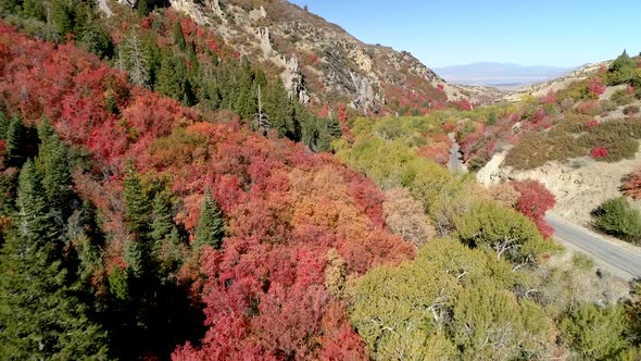 Flying over tree tops during Fall flying down canyon alt