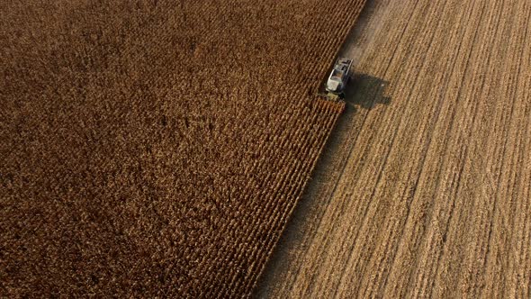 Aerial Drone View Flight Over Combine Harvester That Reaps Dry Corn in Field alt