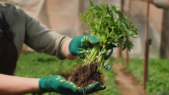 Organic Tomato Seedlings in the Hands of a Farmer Closeup