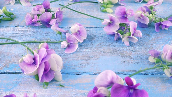 Colorful summer garden flowers: lilac sweet pea on the vintage wooden light blue background. alt