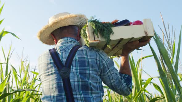 Farmer Carrying Heavy Wooden Box Full of Fresh Ripe Vegetables on Shoulder Back View alt