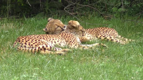 Cheetahs resting on green grass