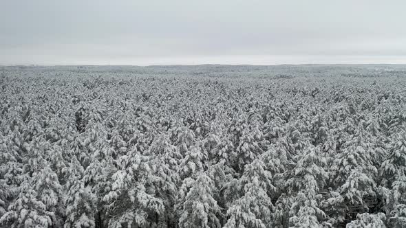 AERIAL: Slowly Flying Over Pine Tree Forest in Winter Time