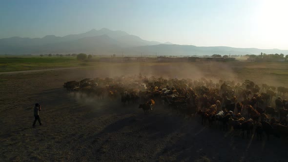 Natural Photo Takes alt