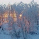 Sun between winter trees - VideoHive Item for Sale