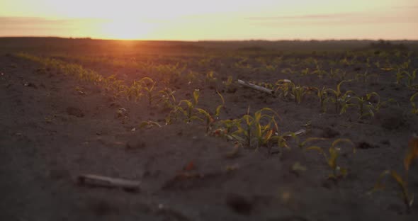 Corn Sprouts At Sunset. Young Shoots alt