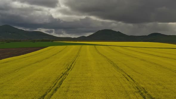 Rapeseed Plantations Under Cloudy Sky alt