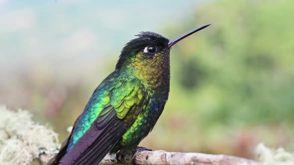 Costa Rica Fiery Throated Hummingbird (panterpe insignis) Close Up Portrait of Colourful Bird Flying alt