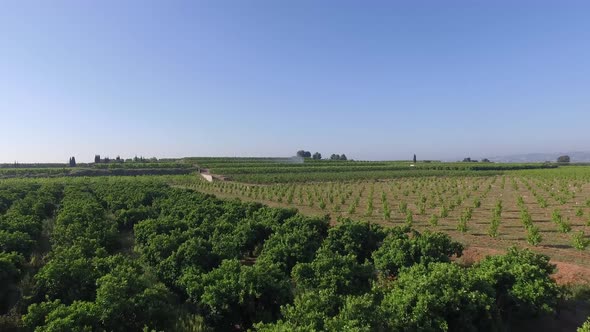Flight Over Orange Fields alt