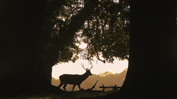 Silhouette of Male Red Deer Stag (cervus elaphus) and its antlers during bright orange sunset in the alt