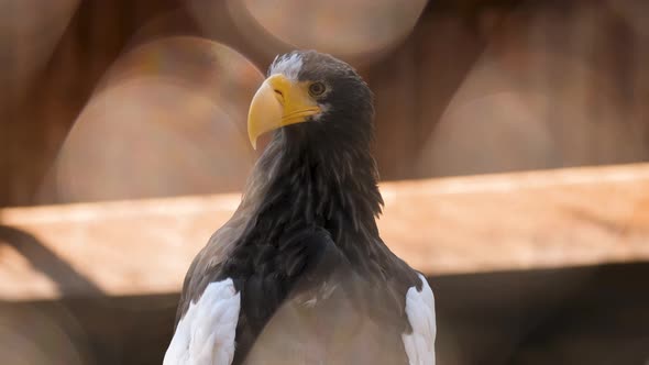 Close Up Portrait Shot of Bald Eagle Hunter Bird alt