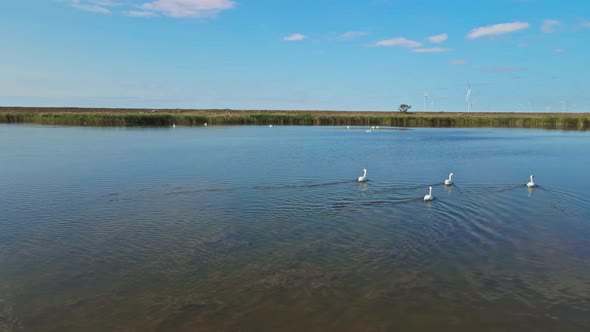 Aerial Cinematic Footage of Drone Flying and Filming Over Crowd of Beautiful Wild White Swans in alt