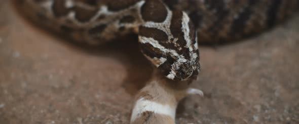 Viper snake slowly feeding on a nearly dead, poisoned mouse, swallowing it. alt