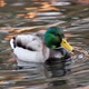 Emerald head male drake duck bird close-up water - VideoHive Item for Sale