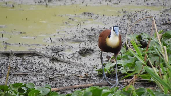 African Jacana in Wetland Swamp alt
