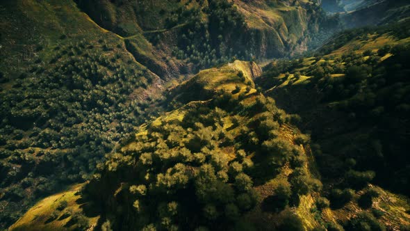 Tropical Forest in Morning View of Highland Malaysia alt