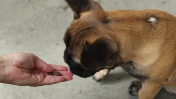 French bulldog finds the treat in the hand
