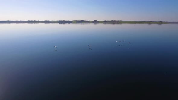 Camera Flying Above A Flock Of Geese Low Over The Water