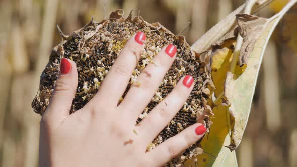 Women Farmer Hand Check Ripe Seeds From Sunflowers Head