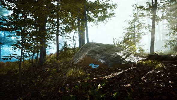 Sunlight in the Green Forest in Fog at Spring Time alt