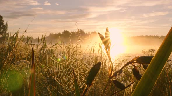 Morning dew on spider web against sunset background