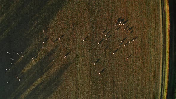 Aerial drone video of Sheep in fields on a farm in rural countryside farmland scenery, top down vert alt