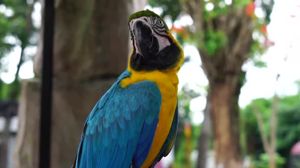 Macaw Bird alt