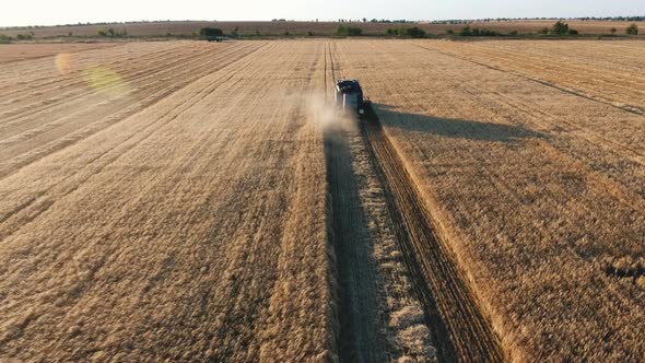 Aerial Shot of a Nowadays Combine Gathering Grains in Wheat Farmland at Sunset  