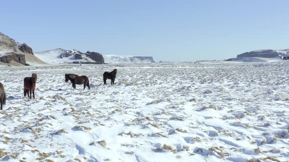 Wild Icelandic Horses in Snowy Conditions With Beautiful Iceland Landscape alt