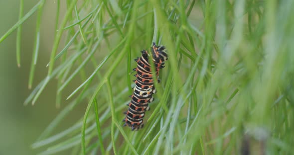 Macro shot of an immature swallowtail butterfly caterpillar as it climbs through a tangle of anise. alt