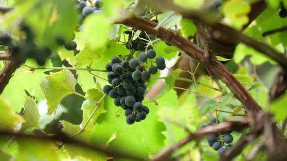 Bunch of Black Grapes on the Vine alt