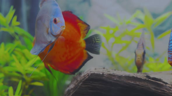 Close up view of discus fish cichlids swimming in aquarium. Tropical fishes. alt