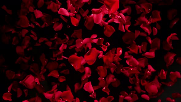 Super Slow Motion Shot of Flying Red Rose Petals Towards Camera Isolated on Black at 1000 Fps alt