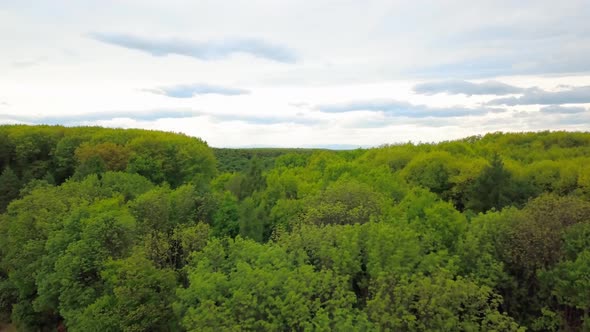 Aerial View Over Green Trees Forest on Daytime in Spring in Western Ukraine