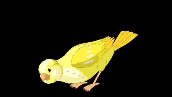 Yellow canary pecks grain alpha matte HD