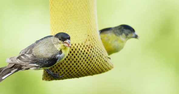 Birds eating seeds