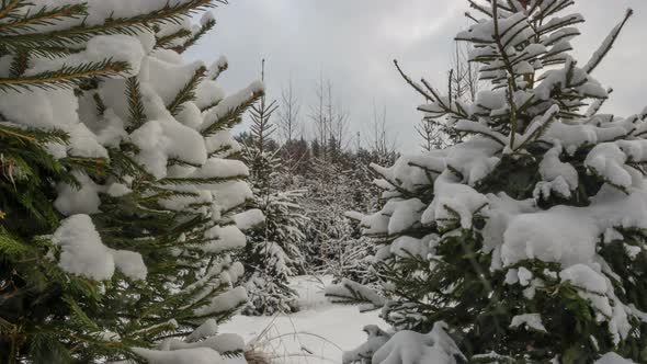 Coniferous trees covered with snow on a winter day in cloudy weather