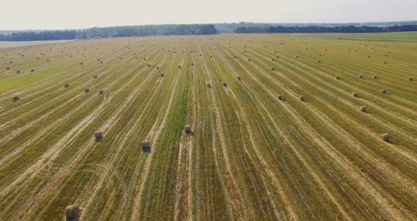 Aerial View From Drone of Little Peanut Plant in Field and High Voltage Tower