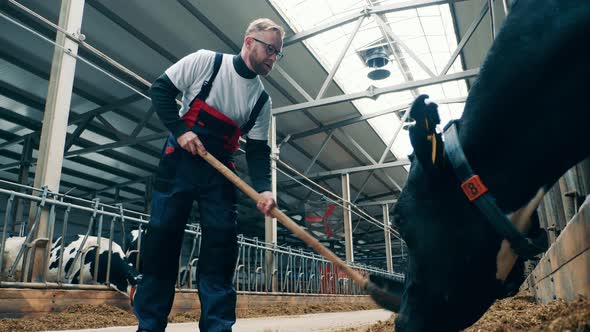 Male Farmworker is Shoveling Hay for the Cows to Eat alt