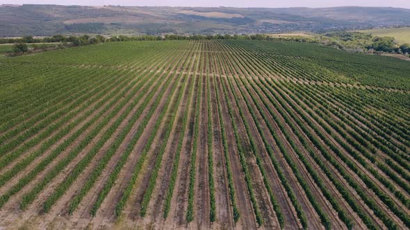 Green Vineyard in Summer  Large Plantation with Rows of Grapebearing Vines Grown for Winemaking alt