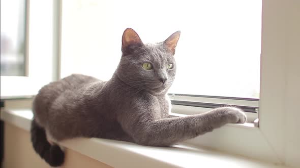 Blue Russian Cat Lies on the Window